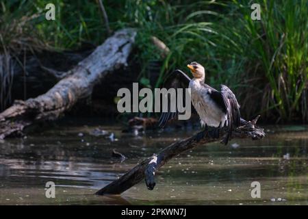 Kormoranstaub Stockfoto