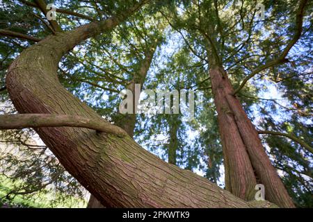 Lebensbaum (Thuja plicata, Lebensbaum) Pflanze aus Nordamerika. Dicke braune Zweige mit grünen Zweigen. Ansicht nach oben. Stockfoto