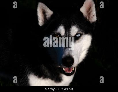 Nahaufnahme eines Husky Hundes mit zwei verschiedenen farbigen Augen auf dunklem Hintergrund Stockfoto