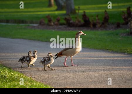 Familie der Wasservögel ägyptische Gänse (Alopochen aegyptiacus, Nilgans) auf einer grünen Wiese und einem grauen Fußweg. Kleiner See im Hintergrund. Tiere laufen Stockfoto