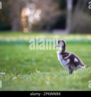Wasservogelküke ägyptische Gans (Alopochen aegyptiacus, Nilgans) auf einer grünen Wiese. Gelbe Narzisse blühen Tiefenschärfe. Seitenansicht. Stockfoto