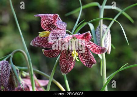 Schöne Fritillaria-Blumen vor einem grünen, verschwommenen Hintergrund Stockfoto