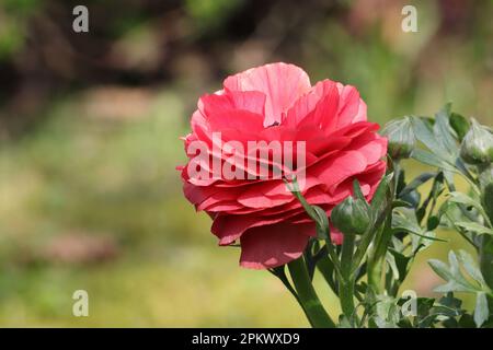 Nahaufnahme eines wunderschönen roten Ranukels mit dicht gefüllter roter Blume, Seitenansicht, Kopierbereich Stockfoto