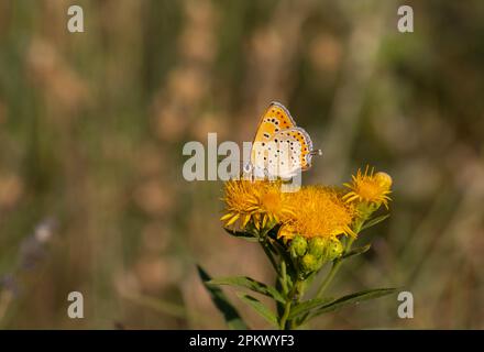 Orangefarbener kleiner Schmetterling auf gelber Blume, Lesser Fiery Copper, Lycaena Thersamon Stockfoto