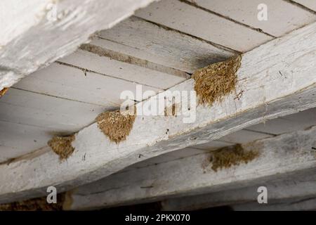 Mehrere leere Schwalbennester gegen die Balken in einer Scheune Stockfoto