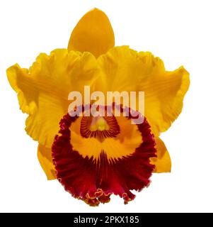 Die Blütenfarben sind gelb und braun. Eine Orchidee der Gattung Cattleya. Nahaufnahme einer einsamen, schönen Pflanze. Stockfoto