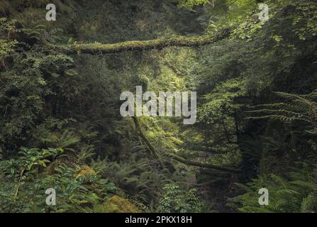 Biescona-Buchenwald in Asturien, Spanien Stockfoto