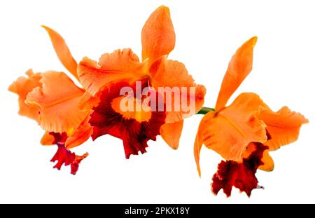 Die Blütenfarben sind orange und braun. Eine Orchidee der Gattung Cattleya. Nahaufnahme einer einsamen, schönen Pflanze. Stockfoto