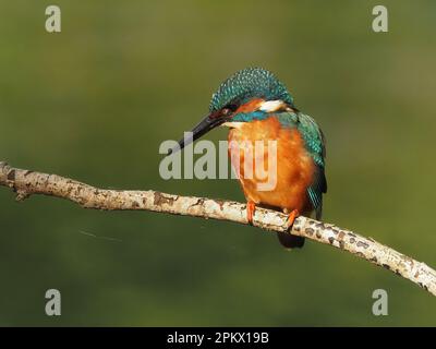 Kingfisher sind einer der farbenprächtigsten britischen Vögel, es wurde berichtet, dass dies Raubtiere abschrecken soll, da sie angeblich geschmacklos sind! Stockfoto