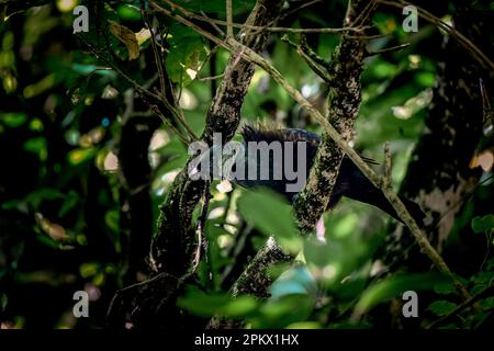 Ein TUI (Pfarrvogel), der auf einem Ast eines Baumes im Wald steht. Stockfoto