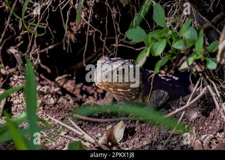 Tuatara kommt aus seinem unterirdischen Kredit. Es ist ein Reptil, keine Eidechse! Stockfoto