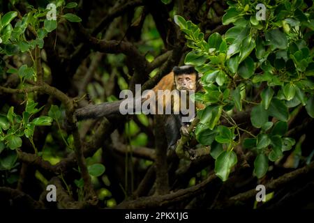 Getufteter Capuchin (Cebus apella) in einem Baum, der auf einem Ast im Wellington Zoo steht. Neuseeland. Stockfoto