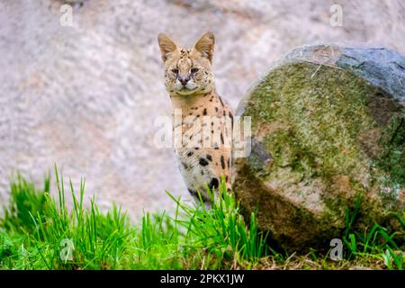 Serval versieht seine Umgebung in seinem Gehege in einem Zoo Stockfoto