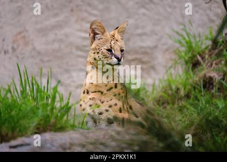 Serval versieht seine Umgebung in seinem Gehege in einem Zoo Stockfoto