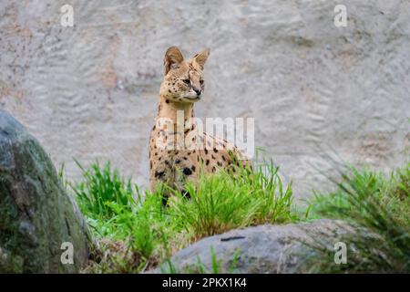 Serval versieht seine Umgebung in seinem Gehege in einem Zoo Stockfoto