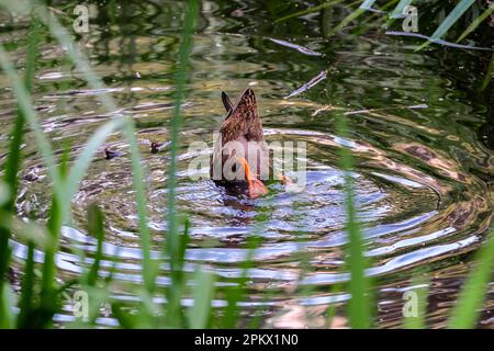 Die Ente mit dem Kopf unter Wasser. Futtersuche in einem Teich. Wasser kreischt, während es mit seinem Hintern in der Luft schwimmt. Stockfoto