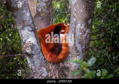 Roter Panda, der im Wellington Zoo, Neuseeland, in einem Baum schlief. Stockfoto