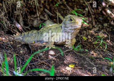 Tuatara kommt aus seinem unterirdischen Kredit. Es ist ein Reptil, keine Eidechse! Stockfoto