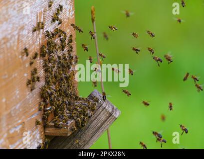 Viele Bienen kehren zum Bienenstock zurück und betreten den Bienenstock mit gesammeltem Blumennektar und Blütenpollen. Bienenschwarm, der Nektar von den Blumen sammelt. Stockfoto