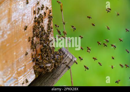 Viele Bienen kehren zum Bienenstock zurück und betreten den Bienenstock mit gesammeltem Blumennektar und Blütenpollen. Bienenschwarm, der Nektar von den Blumen sammelt. Stockfoto