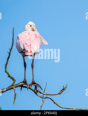 Ein Juvenile Roseate Spoonbill, hoch oben auf einem Ast Stockfoto