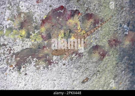 Gecko oder Tarentola mauritanica an einer Wand. Stockfoto