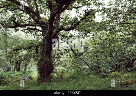 Moosbedeckter Baum auf üppiger Wiese Stockfoto