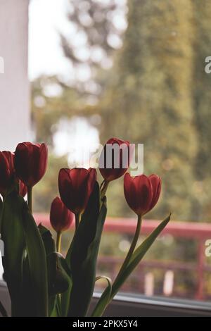 Rote Tulpen vor dem Fenster Stockfoto