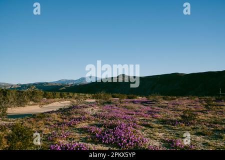 Violette Sand-Verbena-Blumen mit Bergen im Hintergrund Stockfoto