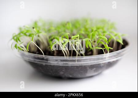 Tomaten-Sämling auf Küchentheke in Kunststoff-Tuppergeschirr Stockfoto