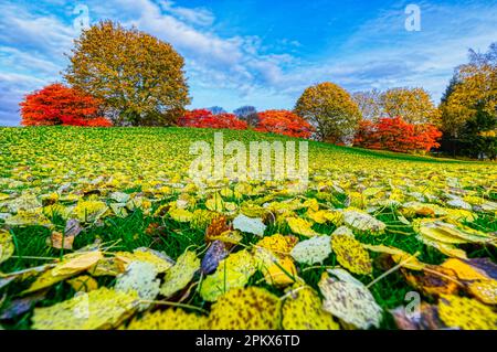 Eine wunderschöne Herbstszene mit bunten Blättern, die über den Boden und auf den Bäumen im Hintergrund verstreut sind Stockfoto