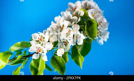 Blühender Ast eines weißen Apfelbaums oder Sakura auf blauem Hintergrund in der Nahaufnahme des Studios. Die weißen Blumen blühen im Frühling, Kopierraum Stockfoto