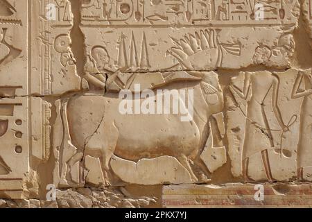 Heilige Stierkultur im Tempel von Ramesses II. In der Nähe des Tempels von Seti I in Abydos, Ägypten Stockfoto