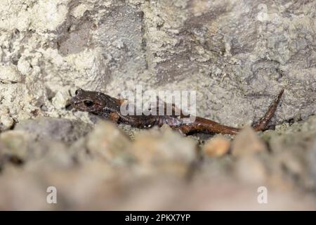 Der italienische Höhlensalamander (Speleomantes italicus) ist eine Art von Salamander in der Familie Plethodontidae. Endemisch in Italien. Stockfoto