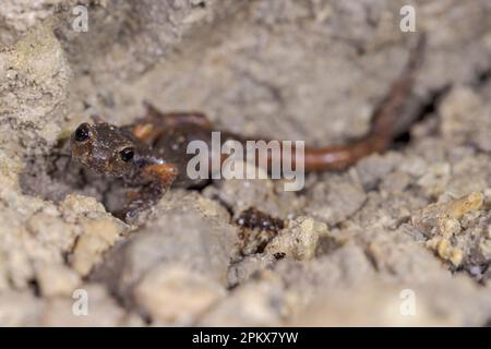 Der italienische Höhlensalamander (Speleomantes italicus) ist eine Art von Salamander in der Familie Plethodontidae. Endemisch in Italien. Stockfoto