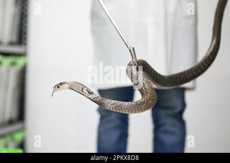 Um zum ersten Mal im Land ein Antitivenom zu schaffen, hat das Venom Research Centre in Chattogram eine Vielzahl von Schlangen untersucht. Stockfoto