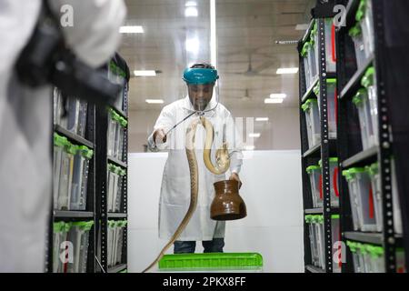 Um zum ersten Mal im Land ein Antitivenom zu schaffen, hat das Venom Research Centre in Chattogram eine Vielzahl von Schlangen untersucht. Stockfoto