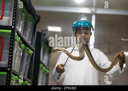 Um zum ersten Mal im Land ein Antitivenom zu schaffen, hat das Venom Research Centre in Chattogram eine Vielzahl von Schlangen untersucht. Stockfoto