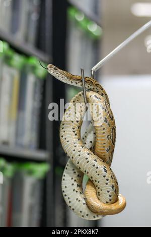 Um zum ersten Mal im Land ein Antitivenom zu schaffen, hat das Venom Research Centre in Chattogram eine Vielzahl von Schlangen untersucht. Stockfoto