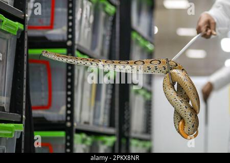 Um zum ersten Mal im Land ein Antitivenom zu schaffen, hat das Venom Research Centre in Chattogram eine Vielzahl von Schlangen untersucht. Stockfoto