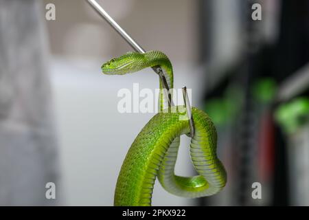 Um zum ersten Mal im Land ein Antitivenom zu schaffen, hat das Venom Research Centre in Chattogram eine Vielzahl von Schlangen untersucht. Stockfoto