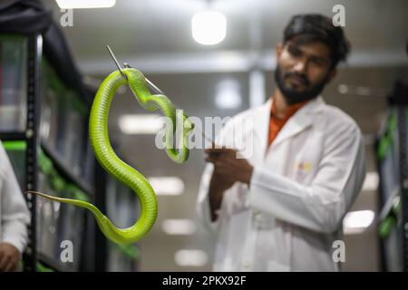 Um zum ersten Mal im Land ein Antitivenom zu schaffen, hat das Venom Research Centre in Chattogram eine Vielzahl von Schlangen untersucht. Stockfoto