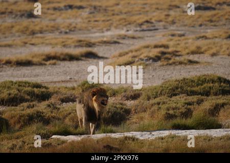 Löwe am Wasserloch im Etosha-Nationalpark Stockfoto