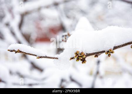 Bäume im Frühling mit Schnee bedeckt, Nahaufnahme. Stockfoto