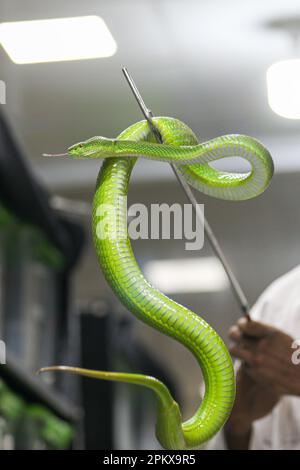 Um zum ersten Mal im Land ein Antitivenom zu schaffen, hat das Venom Research Centre in Chattogram eine Vielzahl von Schlangen untersucht. Stockfoto