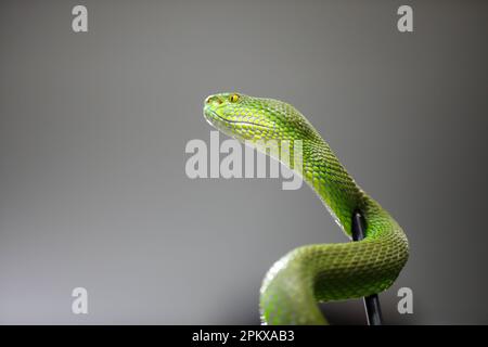 Um zum ersten Mal im Land ein Antitivenom zu schaffen, hat das Venom Research Centre in Chattogram eine Vielzahl von Schlangen untersucht. Stockfoto