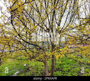 Ein blühender Maiskirschhund Cornus an einem bewölkten Tag im Frühling Stockfoto