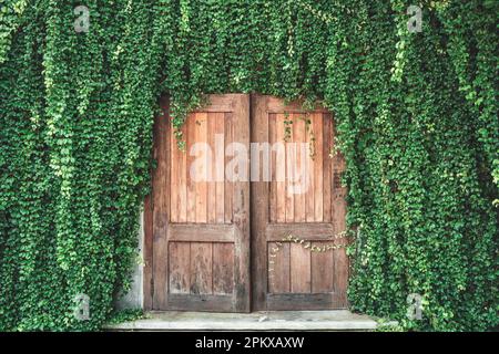 Retro-alte Holztür mit an der Wand bedeckten Efeu-Pflanzenblättern Stockfoto