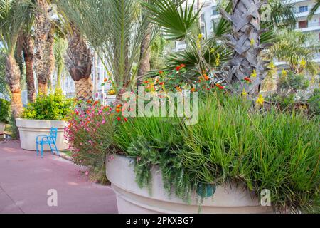 Ein einsamer blauer Stuhl steht leer im Hintergrund, umgeben von Palmen und exotischen Pflanzen. Symbolisiert Entspannung und Urlaubsatmosphäre. Stockfoto