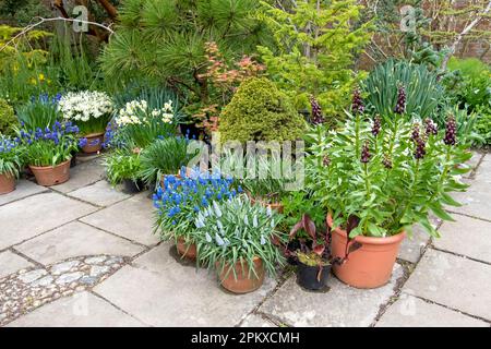 Frühlingstopf Pflanzen auf einer Terrasse, Großbritannien Stockfoto